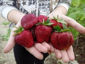 Клубника "ГИГАНТЕЛЛА" (6 шт.)